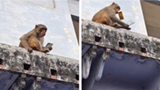 Watch: Monkey steals man’s samsung phone in Vrindavan, exchanges it for s ’treat’